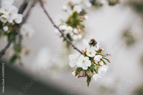 Close up bumblebee on a blossoming cherry in the spring, blossom flowers