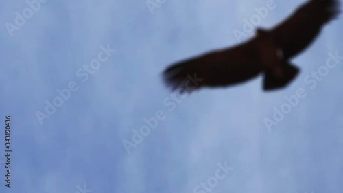 Condor flying above Colca canyon in Peru
