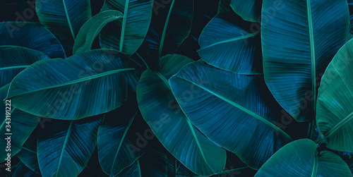 Fototapeta roślina vintage tropikalny dżungla