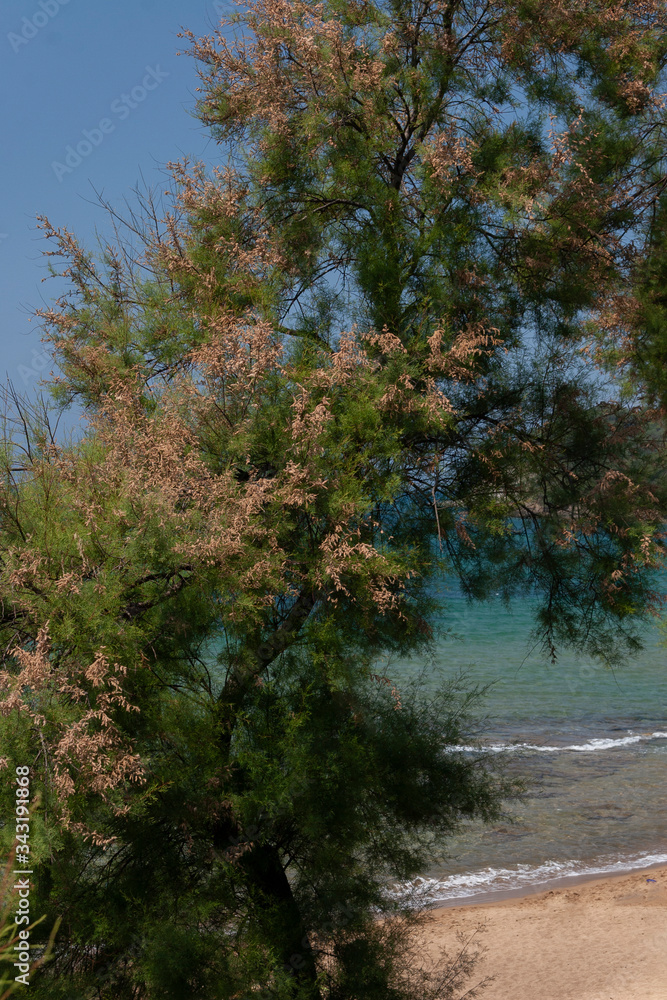 Fototapeta premium spiaggia vista mare con cespugli 