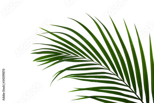 leaves of palm isolated on white background for design elements  tropical leaf  summer background