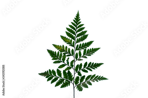 leaves of fern isolated on white background for design elements, tropical leaf, summer background © Nabodin