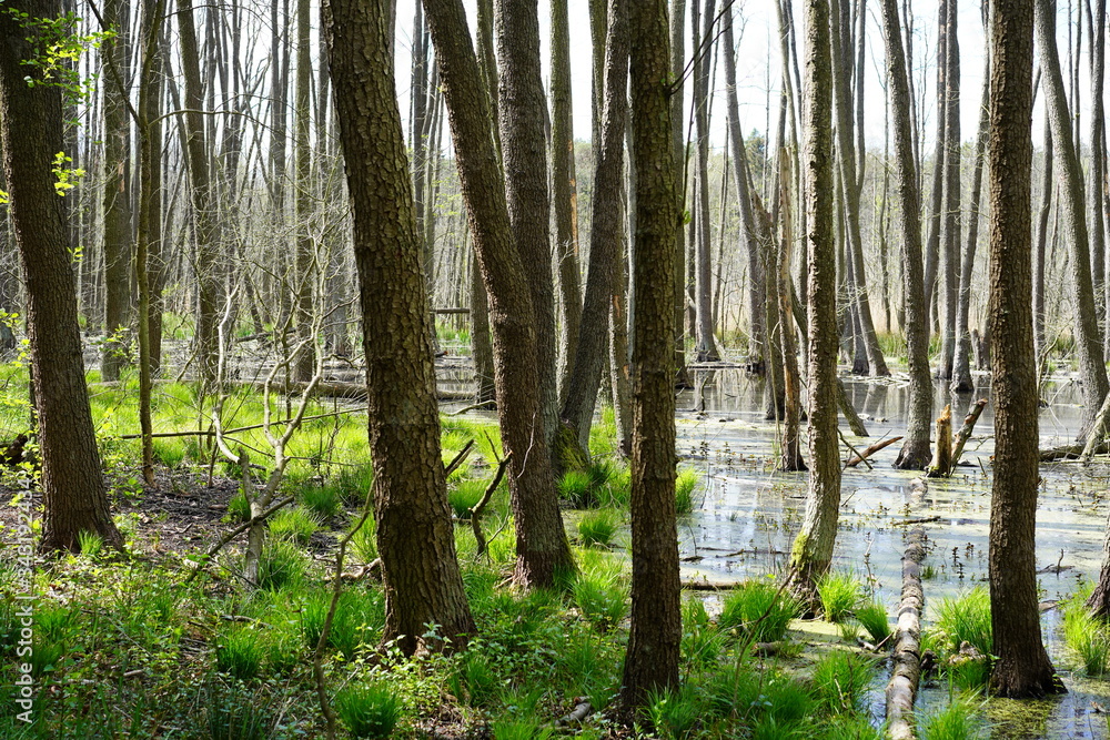 Obraz premium Wilde, sonnige Moorlandschaft