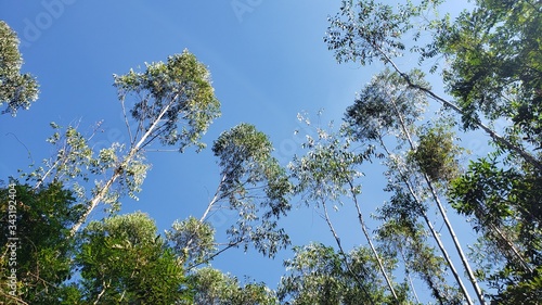 Mata e Céu Azul