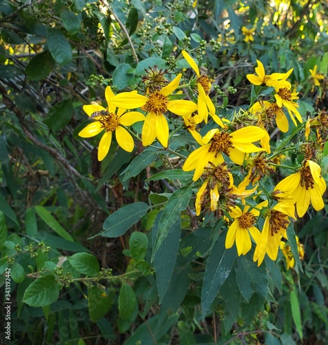 Flores silvestre