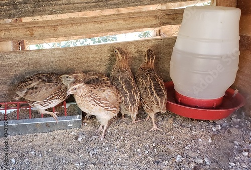 Família de Codornas