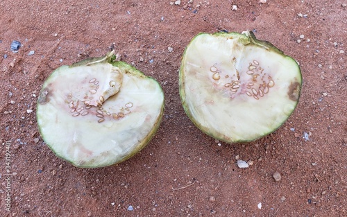 Fruta da mata