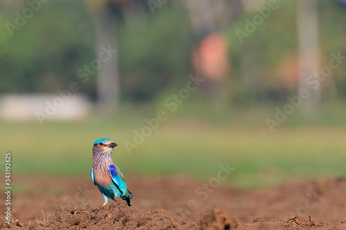 Photography Photos of Indian Roller - Coracias Benghalensis.