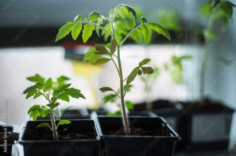 Young tomato seedlings i Young tomato seedlings i
