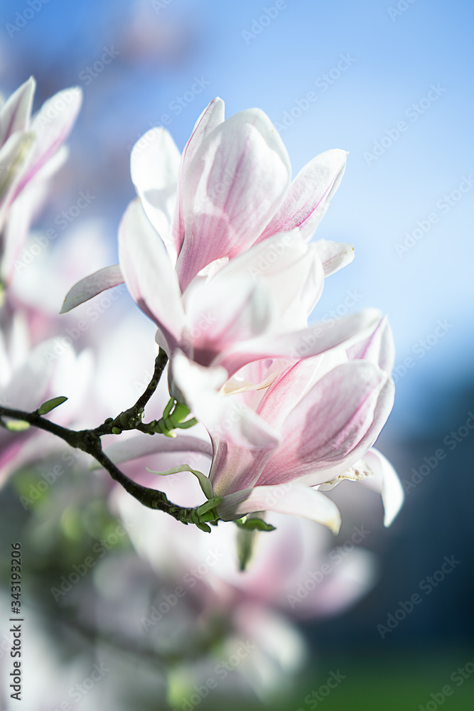 Obraz premium Magnolia bloom