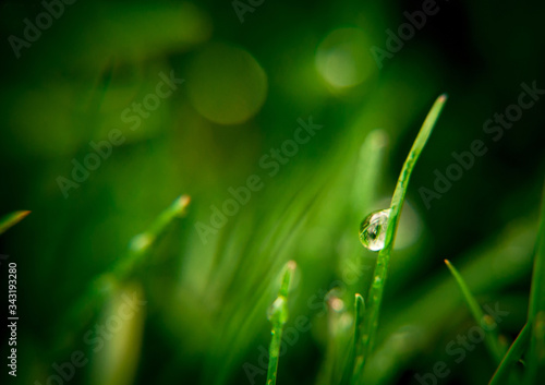 dew drops on grass © Yuliia