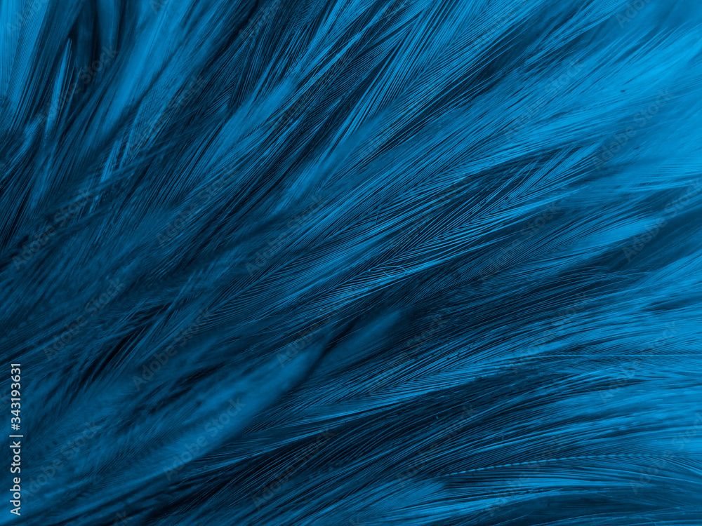 Beautiful abstract colorful white and blue feathers on white background and soft white feather texture on blue pattern and blue background, feather background, blue banners Beautiful abstract colorful white and blue feathers on white background and soft white feather texture on blue pattern and blue background, feather background, blue banners