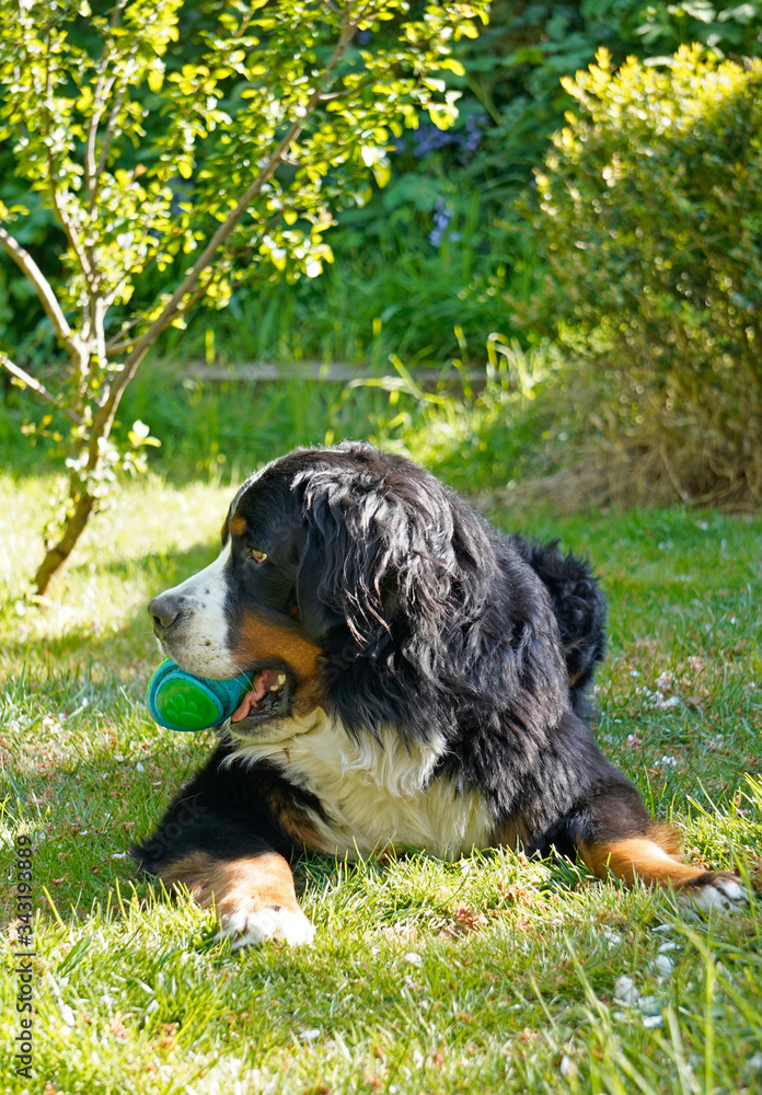 Bernese Mountain Dog lying down on the grass, green toy in his mouth