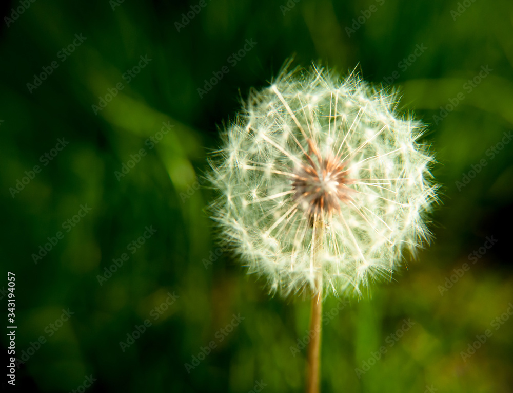 Fototapeta premium dandelion on green background
