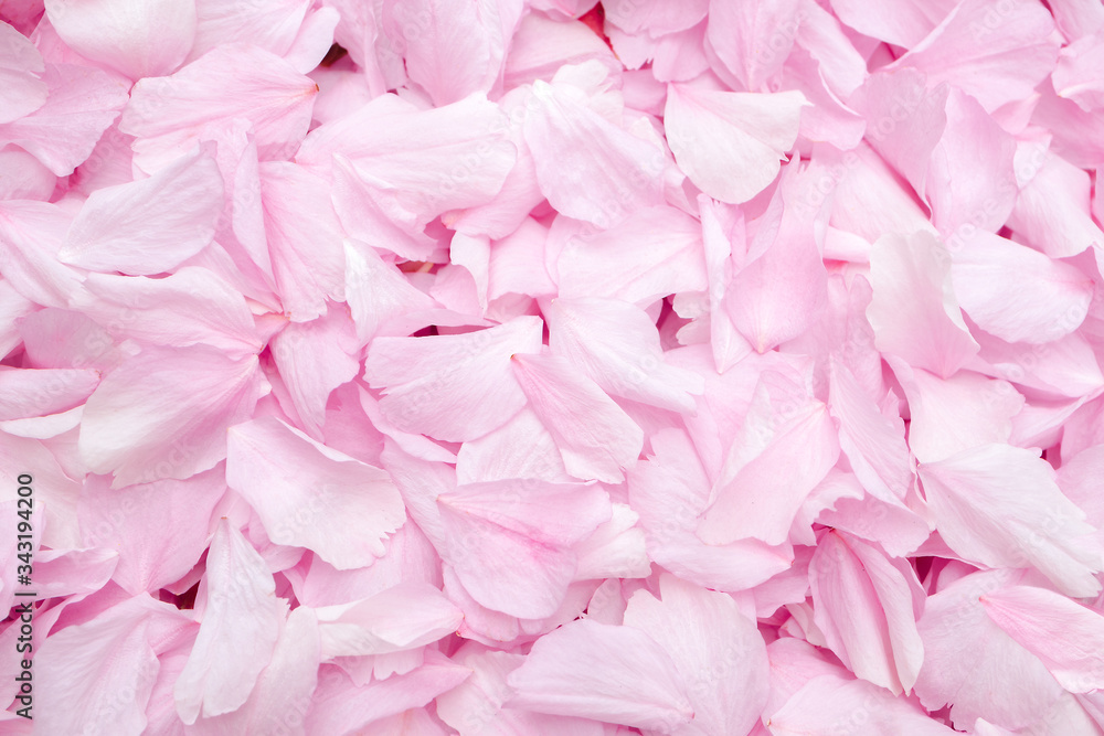 Cherry blossom petals texture. Top view. Soft pink and white flowers petals covering the ground. Close up. Wedding concept or party celebration decoration. Copy space.