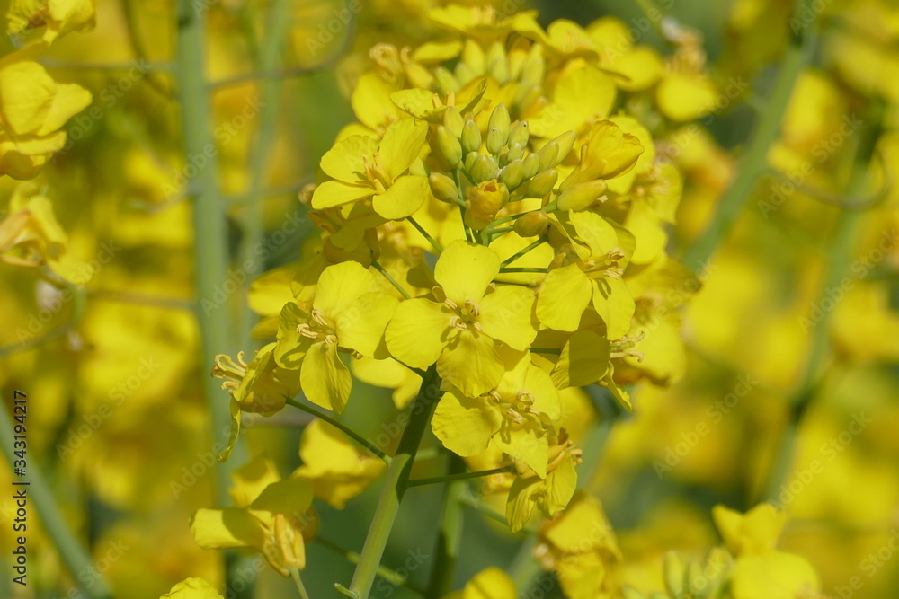 Einzelner Blütenzweig im gelben Rapsfeld mit Hintergrund