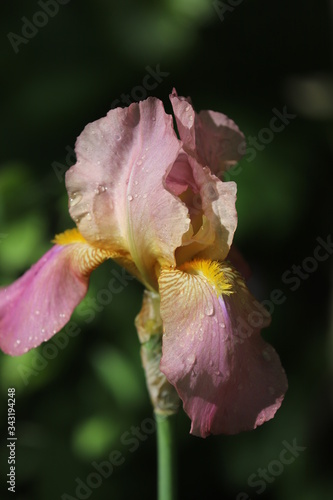 pink and yellow flower