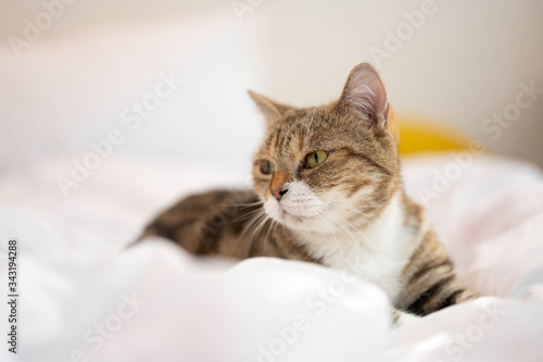 Brown American Short hair cat sitting on bed.