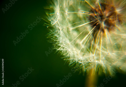 dandelion seed head