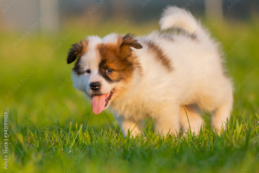 elo puppy walking on the lawn elo puppy walking on the lawn
