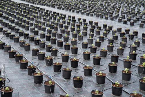 Plant nursery. Young Chrysanthemum in flower pot in garden center.