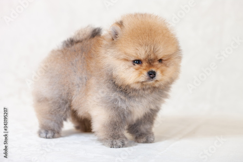 One amazing beigebreed pomeranian dog is looking to camera. Cutout puppy side-view of dwarf Spitz on cream background for website, online catalog.