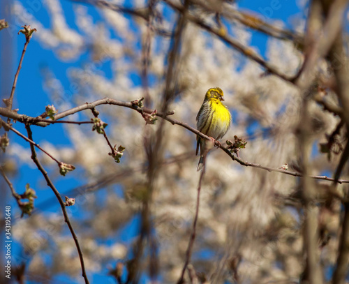 Wild singing bird canary reel sitting on branches on background of flowering trees in spring garden