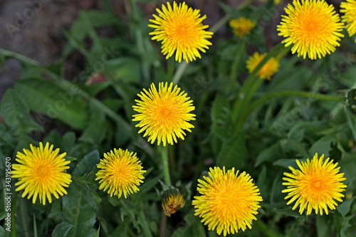 yellow dandelions on green grass