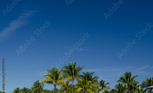 Coconut trees with blue sky background