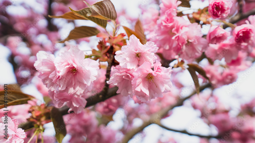 Fototapeta premium Closeup pink flower Cherry Blossoms in spring