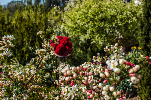 Garten im Schwarzwald mit Bollenhut