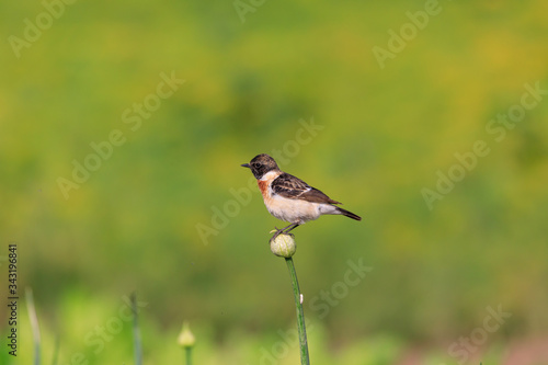 Siberian Stonechat sitting in a flower