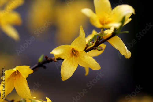 close up of yellow flowers