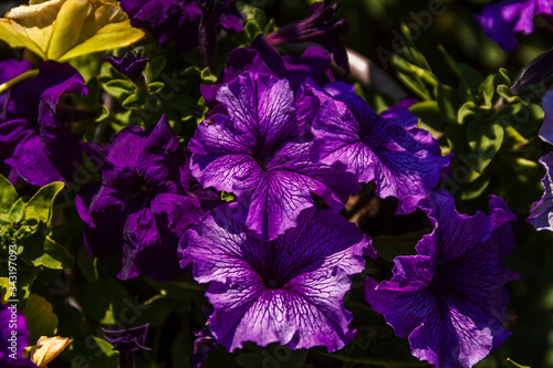 beautiful purple petunias