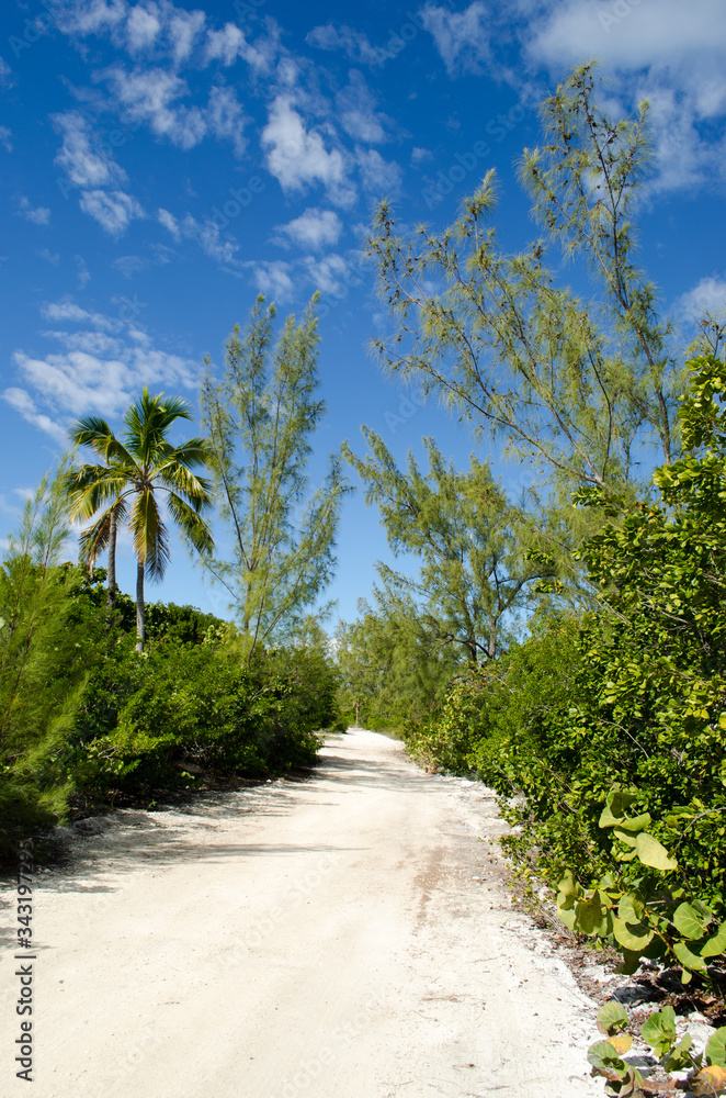 tropical beach with palm trees