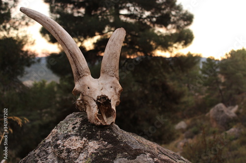 close up animal real goat skull found in the mountains on a rock