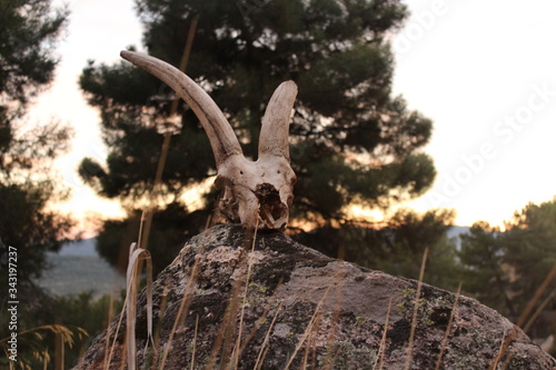 close up animal real goat skull found in the mountains on a rock