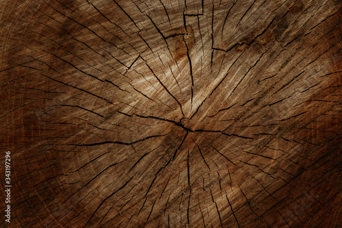 Old wooden tree cut surface. Detailed warm dark brown tones of a felled tree trunk or stump. Rough organic texture of tree rings with close up of end grain
