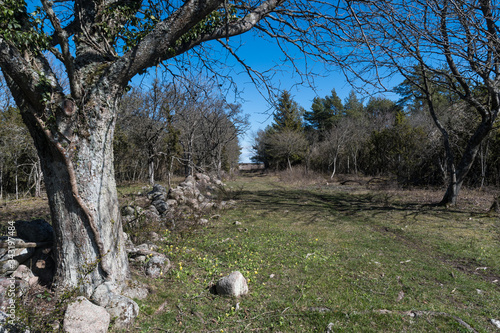 Footpath in a bright forest in spring season