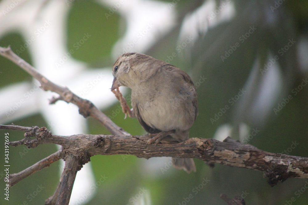 Fototapeta premium Sparrow