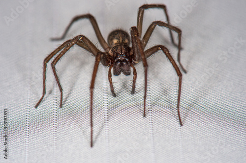 The detailed macro image of a big brown domestic house spider on the white curtain