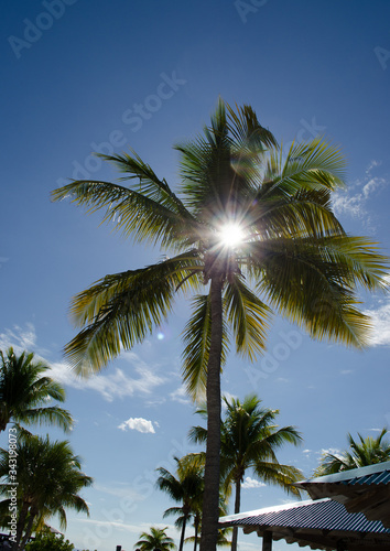 Coconut trees with blue sky background