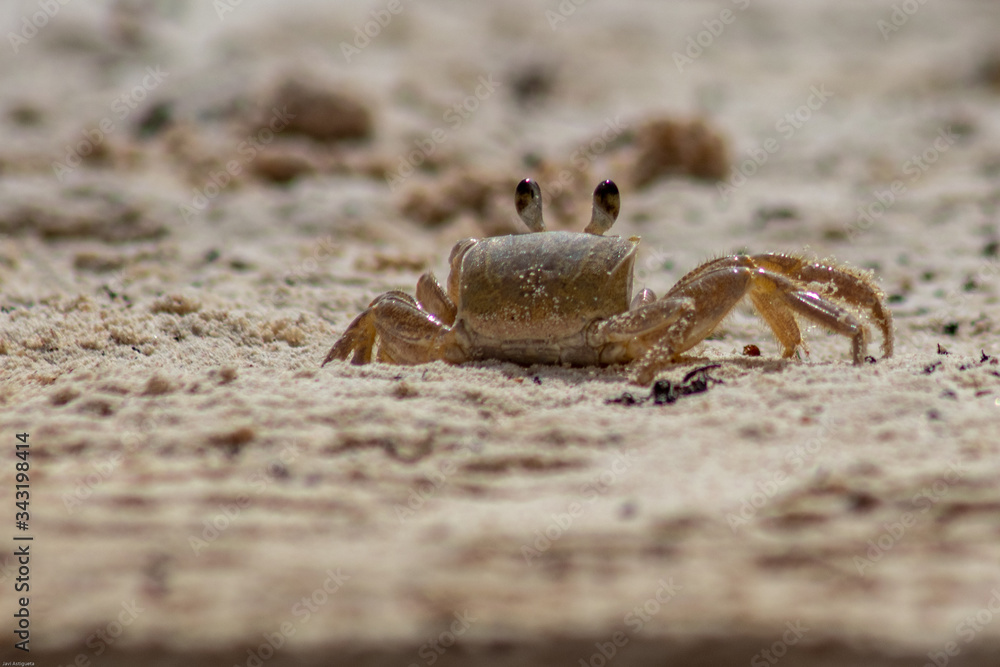 Crab on a beach Crab on a beach