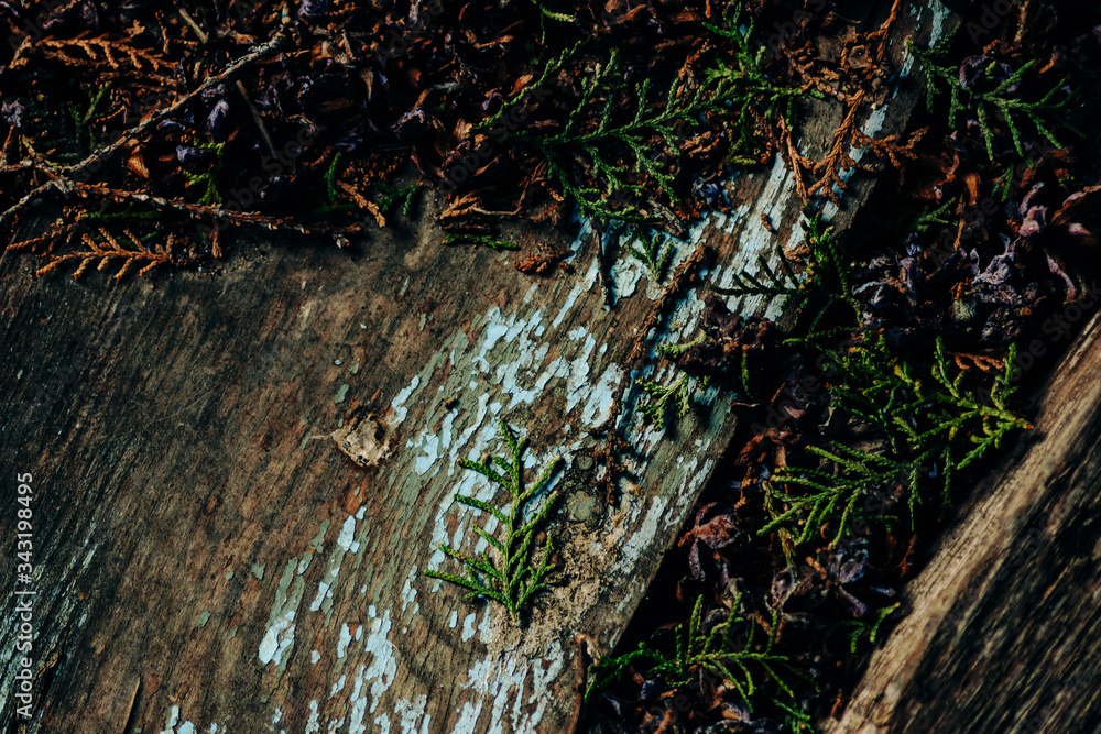 Obraz premium Background from the texture of the old gray oak floor, boards with peeling blue paint lie diagonally and lie on it with natural garbage from green needles, twigs and cones of the arborvitae tree