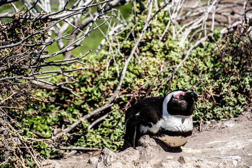 Afican Penguin © Daniel