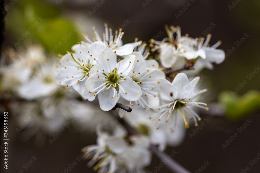 White flowers of a wild apple tree.