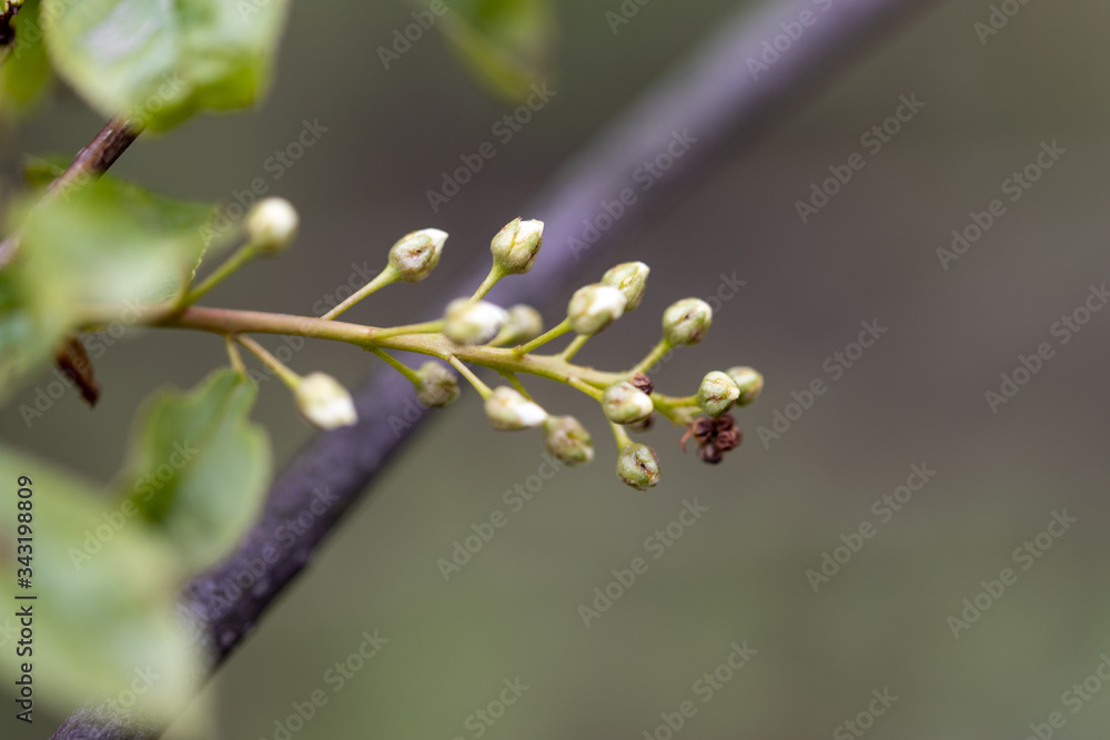 Flowering tree in the forest in early spring. Flowering tree in the forest in early spring.