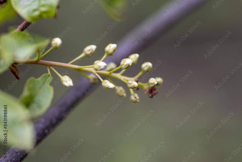 Flowering tree in the forest in early spring. Flowering tree in the forest in early spring.