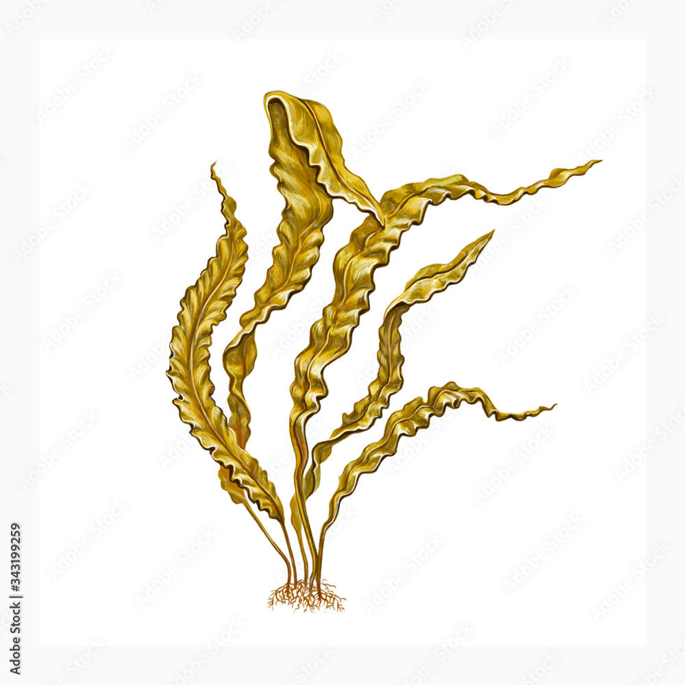 brown algae Saccharina latissima Stock Illustration | Adobe Stock