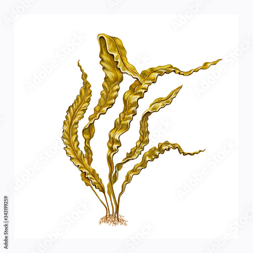 brown algae Saccharina latissima